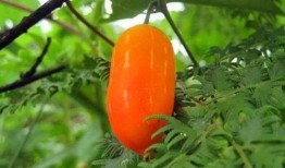 猪吃兰瓜,兰瓜与猪的奇妙邂逅